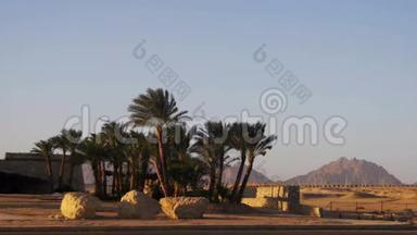 沙漠和高原天空背景热带棕榈树